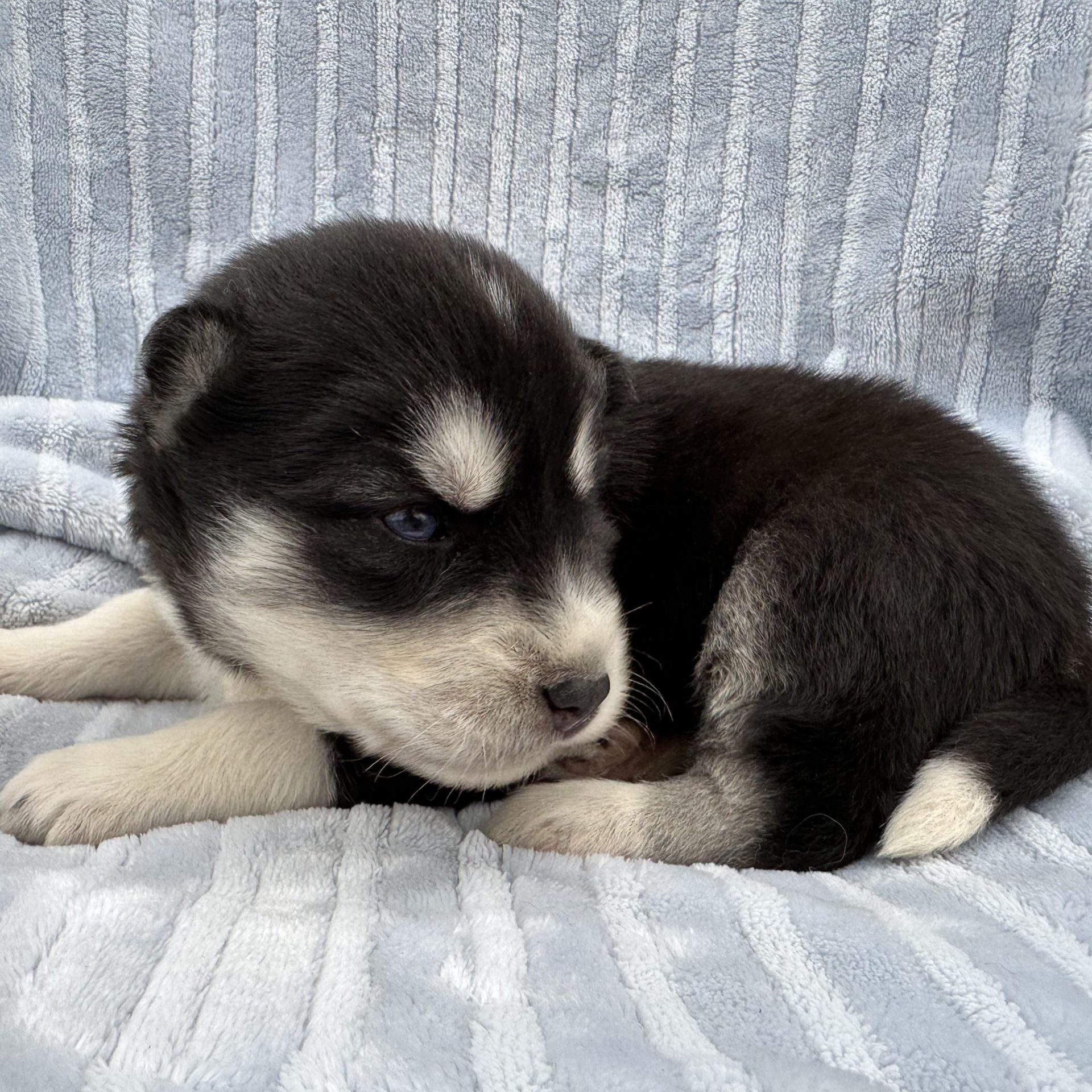 Available Puppies & Upcoming Litters – C&C Siberian Huskies